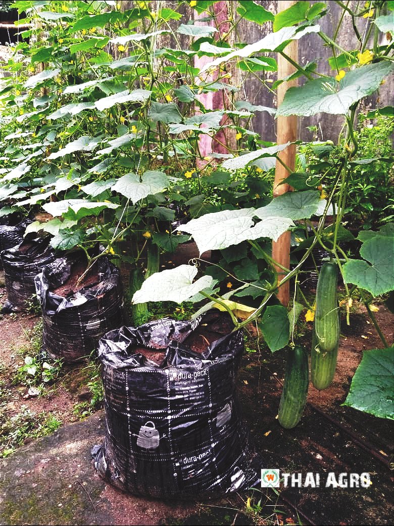 taiagro's tweet photo. Sack farming maximizes space, facilitates food security, conserves soil  &amp; the environment's resources,  as well as providing healthy food for the home all the time.

#foodsecurity #kuch99 #HGAdvocacy #sackfarming https://t.co/NmgzZOhZLs