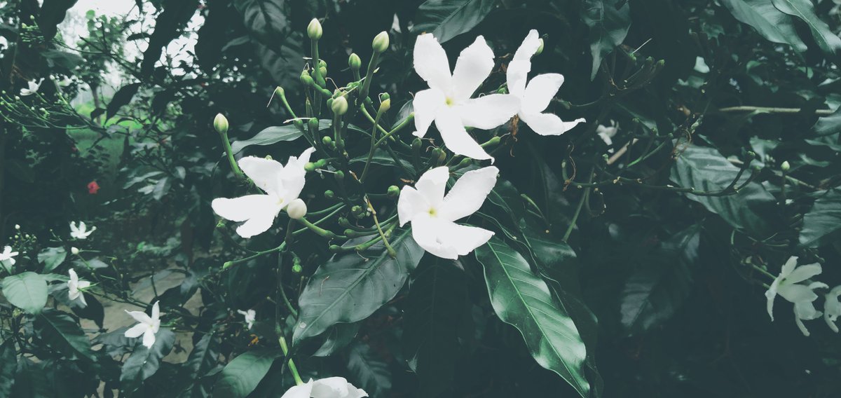therealsoil_'s tweet photo. Good evening 😍🌅
 @realmemobiles  #realme2
#realme #rainyday #mansoon #incredibleindia #incrediblebasti #basti #picoftheday #camera #mobile #shotonrealme #therealsoil #earth #blessed #rain #village #villagelife #uptourism #flowers #green #white @incredibleindia @uptourismgov https://t.co/k7R7MHq5a5