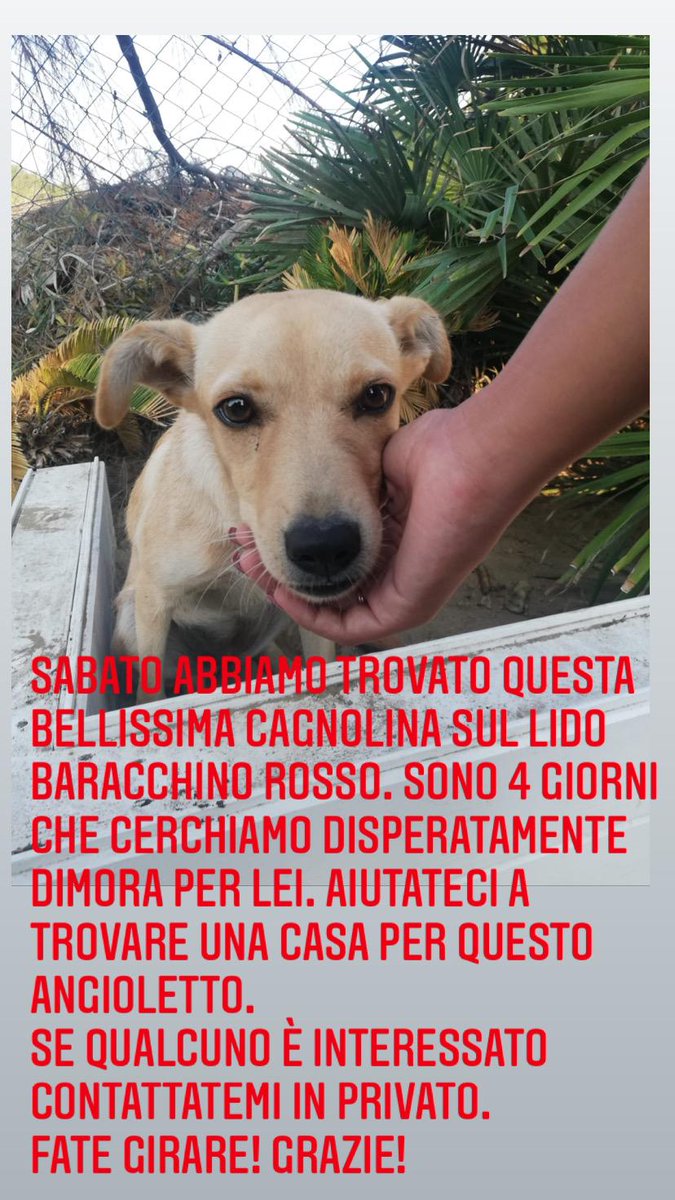 GBenny96's tweet photo. Troviamogli una casa  girate per favore ❤💙
Possibilmente nei dintorni di Napoli in modo che posso portarla personalmente io da voi ❤ https://t.co/XJnqiEzEid