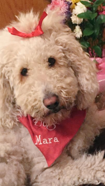 eli_mm07's tweet photo. Loving the #GCpets trend 😍 here's my big cutie who just turned 5 years old over the past weekend https://t.co/HJ0fw94bHE