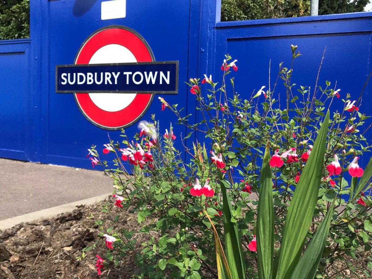 Nothing like a salvia to provide a colour pop on a sunny day. We're loving the work of our #volunteer #gardeners at Sudbury Town Rail Station who have transformed neglected beds into #wildlife havens. #bees #railways