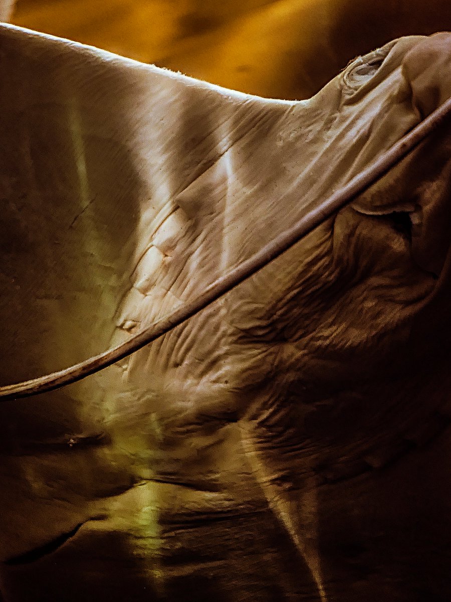 yurigoul's tweet photo. Possible album cover art? But for what #genre of #music? #nature #organicmaterial #utpicturapoesis #beautyisthedevil #fish #neopictorialism #postprocessing #morbid #photoart #berlinartist #igunderground #beauty_is_the_devil #photography #photographyart #albumcoverart https://t.co/5QcpvzDbsH