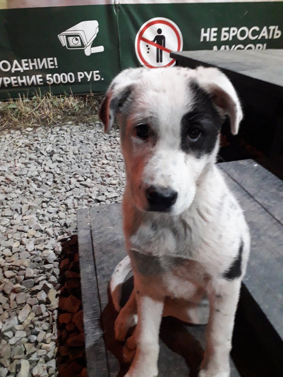 Уже несколько дней у нас под ларьком живёт вот такой товарищ. Помогите пристроить🙏 Рт