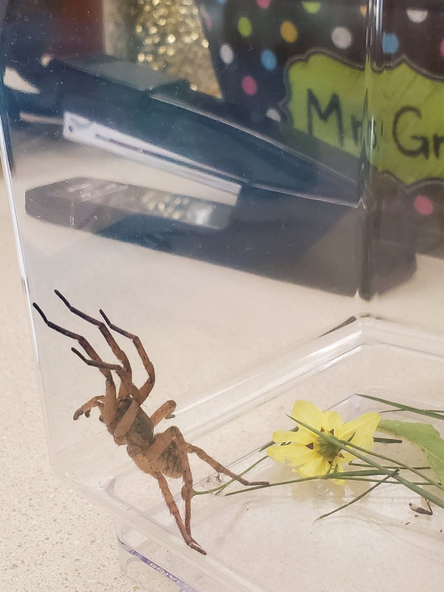 MrsGLibrary's tweet photo. @PickettCards will be learning about the amazing wolf spider and how spiders are helpful, not scary. I have Frederica in the library to help us learn up close.
 #librarylearning #STEAMstation 
#pickettproud #shegetsabadrap https://t.co/PBjrVXyIZQ