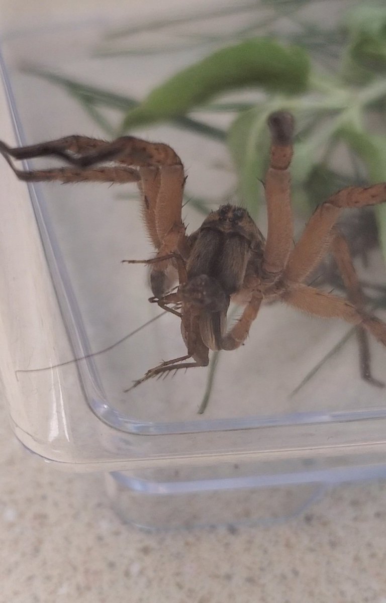 MrsGLibrary's tweet photo. @PickettCards will be learning about the amazing wolf spider and how spiders are helpful, not scary. I have Frederica in the library to help us learn up close.
 #librarylearning #STEAMstation 
#pickettproud #shegetsabadrap https://t.co/PBjrVXyIZQ