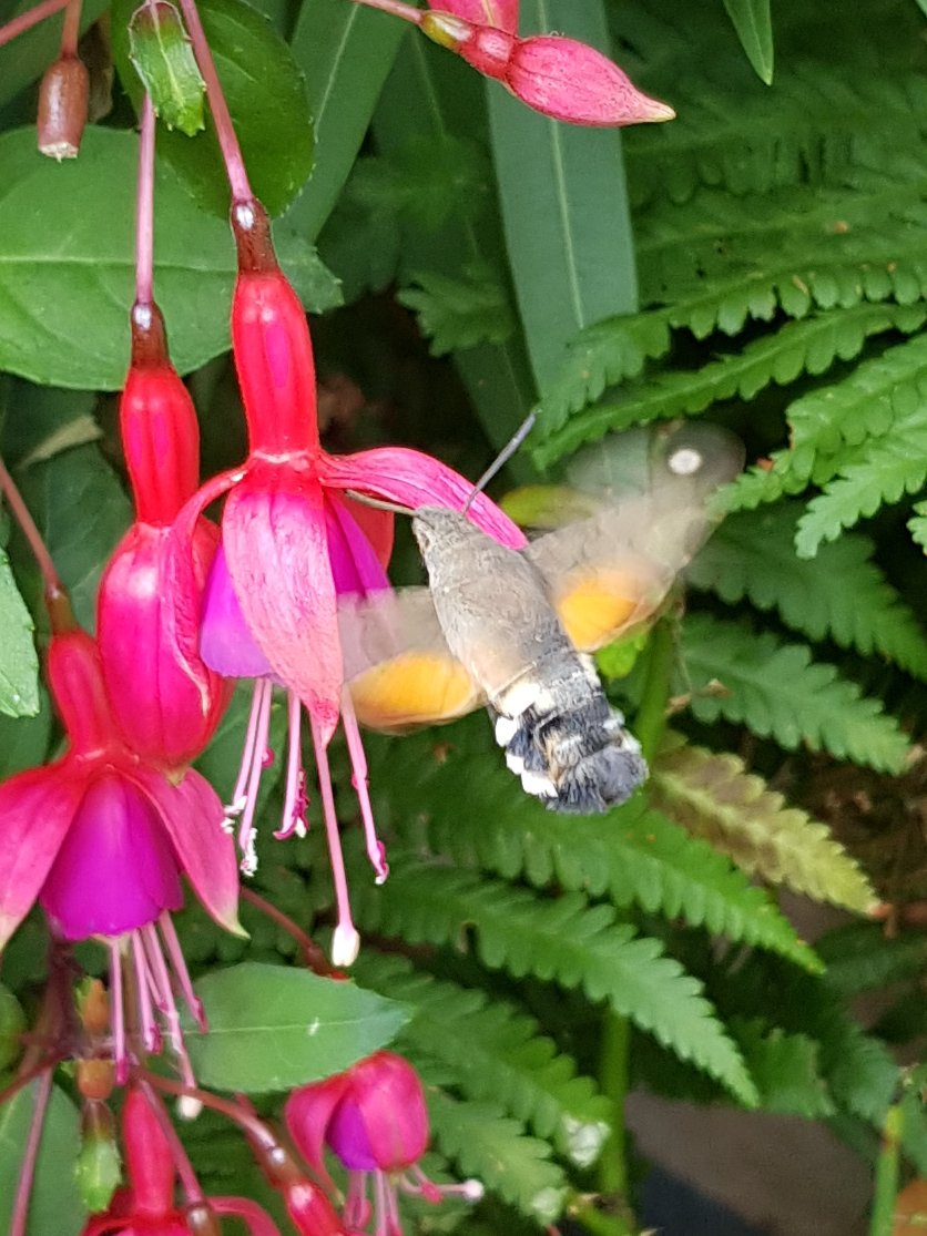 SteffiVoges's tweet photo. #taubenschwänzchen #herbst #herrlich #meingoslar #iloveblume #tiere #Leben #furlough #Urlaub #ferienwohnung #goslar #abzuchtperle #blumenpracht #wirsindmehr #tiere #kolibri #vorführen #tierwelten #ilove #ilovegoslar https://t.co/VdmOdGRb0f