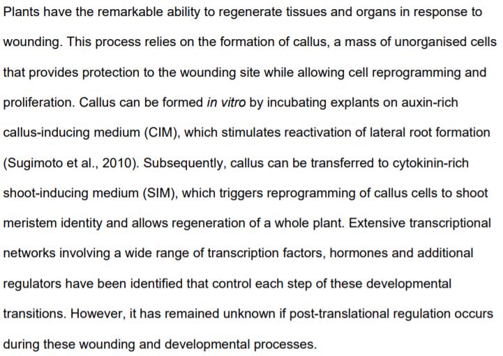 PlantPhys's tweet image. NEWS &amp;amp; VIEWS: Keeping a Lid on Shoot Regeneration: SIZ1 Suppresses Wound-Induced Developmental Reprogramming #LeafDevelopment #StemDevelopment #PlantSci #PlantBiology @_michaelskelly doi.org/10.1104/pp.20.…