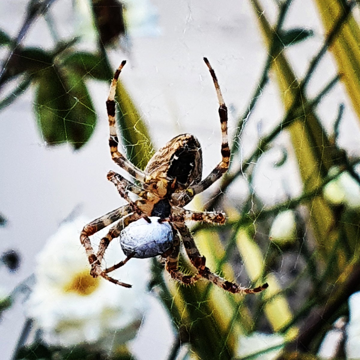 JAugust7's tweet photo. #notjustbees https://t.co/eawGqndtdI