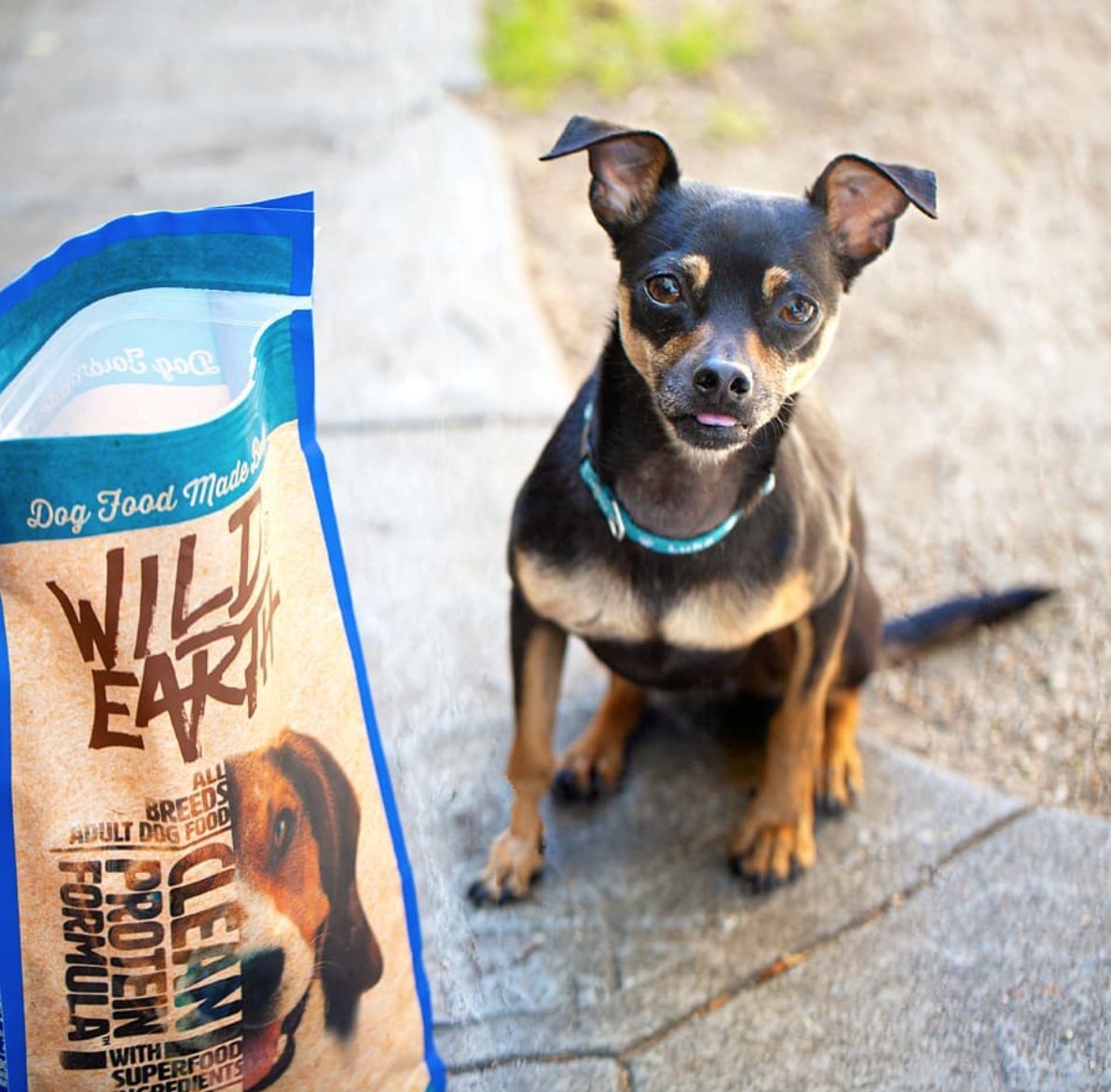 wildearthpets's tweet photo. 👅 Providing the cutest & tiniest tongue out Tuesday for you! 🐾💙 Luka
.
📸:@bittersweet__
.
.
#chihuahua #wildearth #chihuahuas #tongueouttuesday #chihuahuamix #wildearthpets #adoptdontshop #chihuahualove #chihuahualife #minpin #minpinmix #minpinlove #minpinsofig #minpins https://t.co/fstKDEkPvM