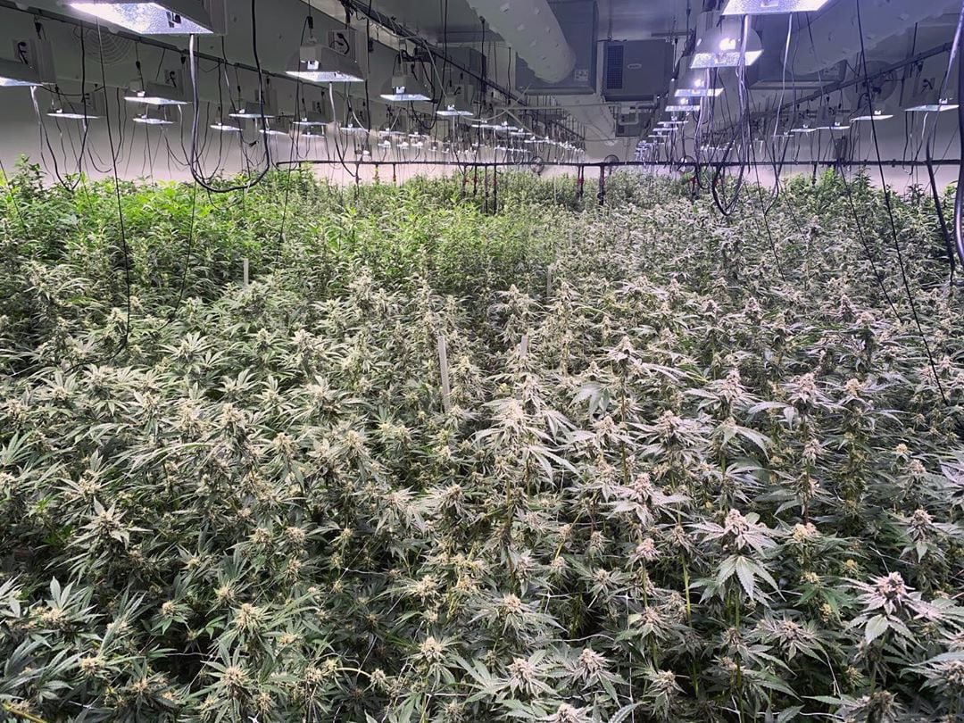 HighLifeFarmsCA's tweet photo. The hustle never stops. Thankful for our hard-working team and much respect to the entire cannabis industry in California and beyond for making our business essential in these trying times. #highlifefarmsca #highlife #highlifefarms #cannabis #cannabiscommunity #californialove https://t.co/fHJvHmm22P