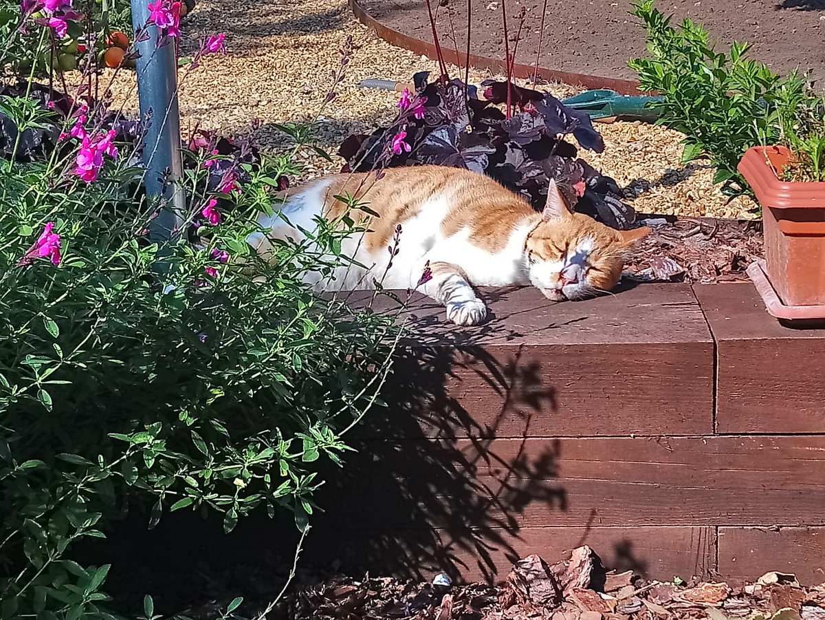 broadacregarden's tweet photo. Hoppy, the 3 legged cat was the boss on site today! @ianscottroofe @juliasrigley @FullersMill @martyn_davey @broadsgirl @HowardNurseries @SandyLaneLTD https://t.co/bb5BuBgyHg