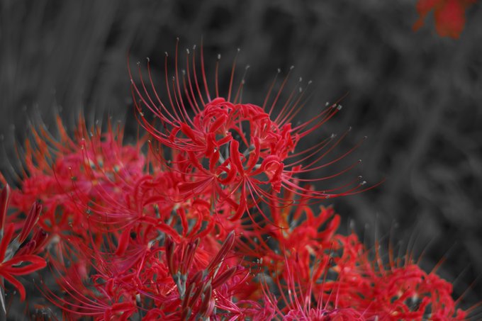 巾着田のtwitterイラスト検索結果