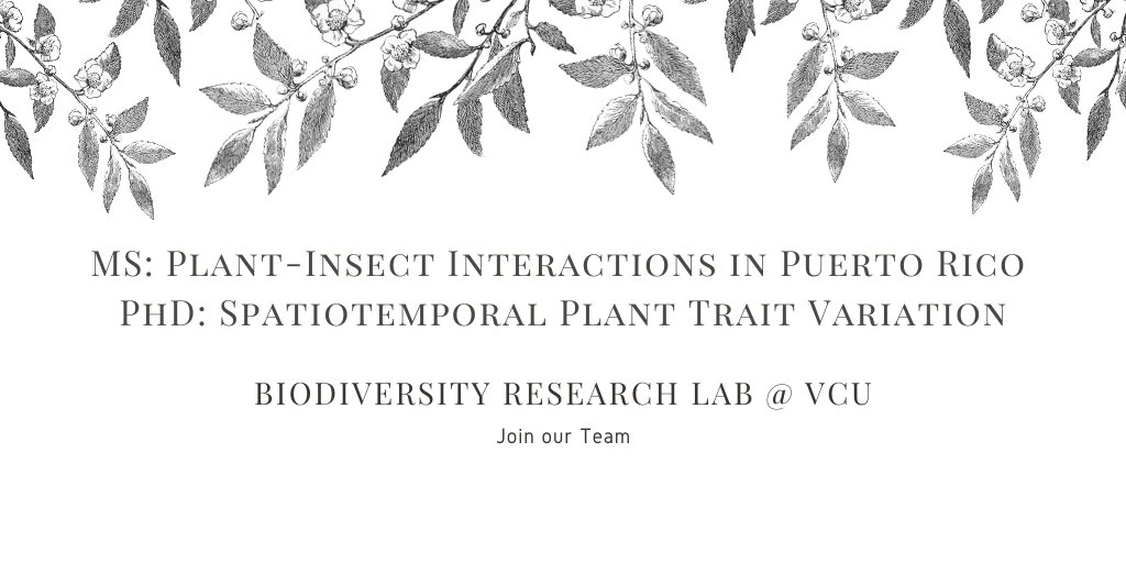 Come work with us!

MS & PhD positions available @VCU. 

Read more:
biodiversityresearchlab.com/openings

#datasci #macroecology #tropicalecology