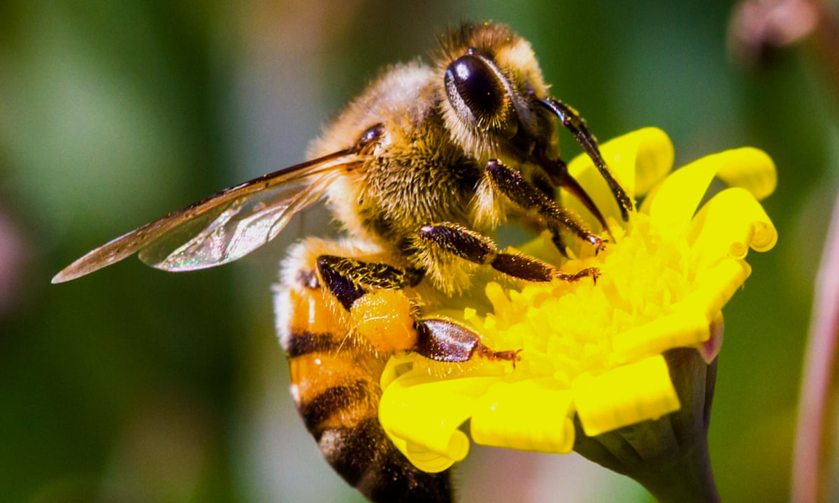 CleanAirCouncil's tweet photo. BUZZ BUZZ. @GreenFestPhilly has 2 exciting webinars for you today:
• 11:30AM – Pollinators and Pesticides with Ecologist Christine Urbanowicz 
• 6:00PM – My Antarctic expedition to study ice sheet melt and the effects on sea level rise with Temple U. Professor Atsuhiro Muto https://t.co/P7iOhFswyq