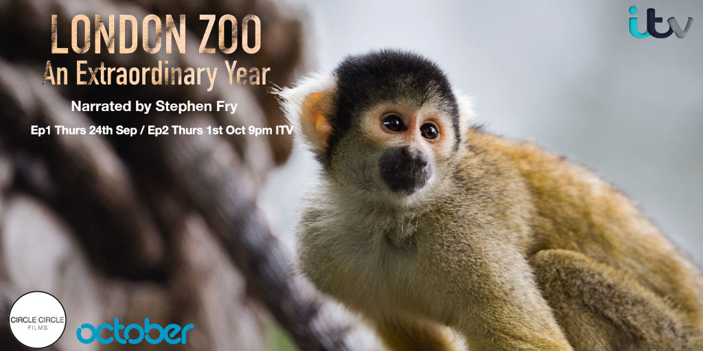 OctoberFilms's tweet photo. London Zoo: An Extraordinary Year gives exclusive access into ZSL London Zoo &amp; Whipsnade during lockdown. Ep 1 24th Sep ITV 9pm @zsllondonzoo @ZSLWhipsnadeZoo
@OctoberFilms @TheFinishLine_ @VaudevilleTV @stephenfry https://t.co/jZMHJxpPkY