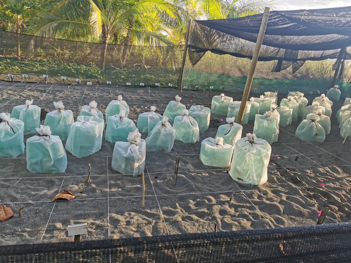 CosteroPic's tweet photo. Estrategia de conservación de Tortugas Loras, esta es la liberación de tortugas que nacieron el día de hoy. #conservaciónmarina #tortugaslora https://t.co/ITzqA0EA7G