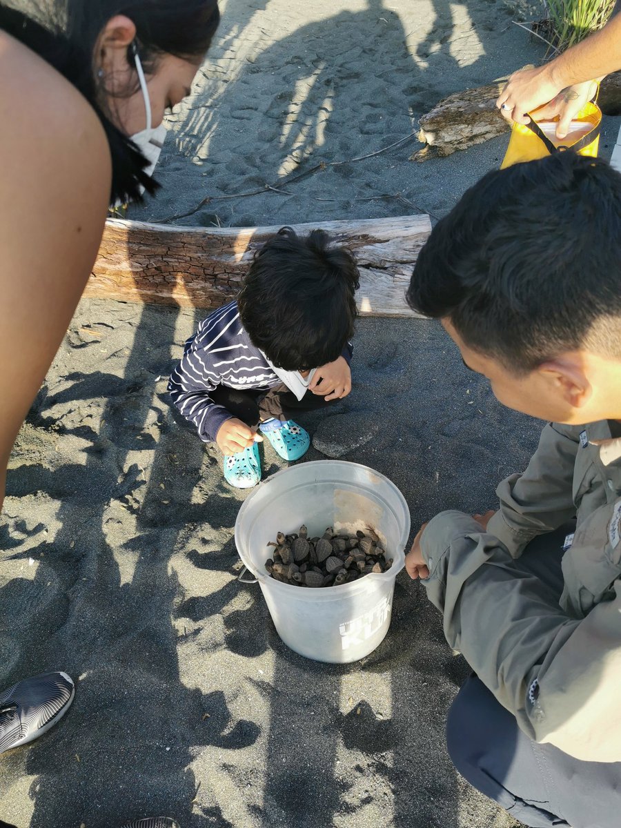 CosteroPic's tweet photo. Estrategia de conservación de Tortugas Loras, esta es la liberación de tortugas que nacieron el día de hoy. #conservaciónmarina #tortugaslora https://t.co/ITzqA0EA7G