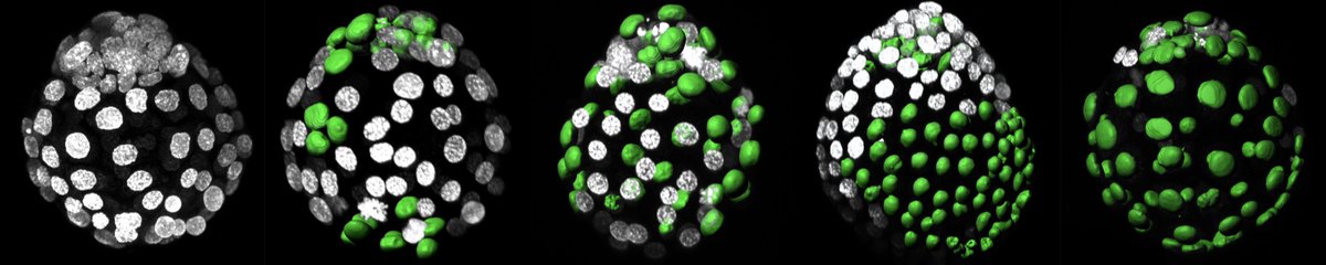 UPFBarcelona's tweet photo. #UPFresearch
Discovered the mechanism that makes embryos viable in early pregnancy. Study made by researchers from the #UPFBarcelona and the Memorial Sloan-Kettering Cancer Center of New York.
👉https://t.co/FpN7nBTfkd
@UPFbiomedia @sloan_kettering @jgojalvo https://t.co/yhlpOKHvsG