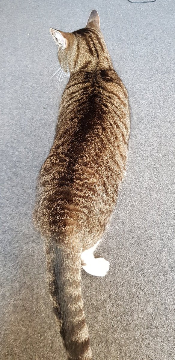 paulychan's tweet photo. My watch is over.
Me: Bye, Tiger!
Cat: Yeah, whatever, Human.
#TigerUpdate https://t.co/eRshzHRwsC