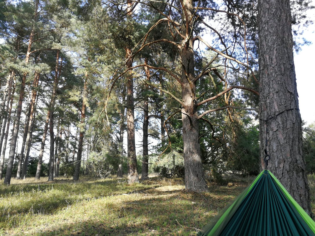 Sounds of nature #forest #qualitytime