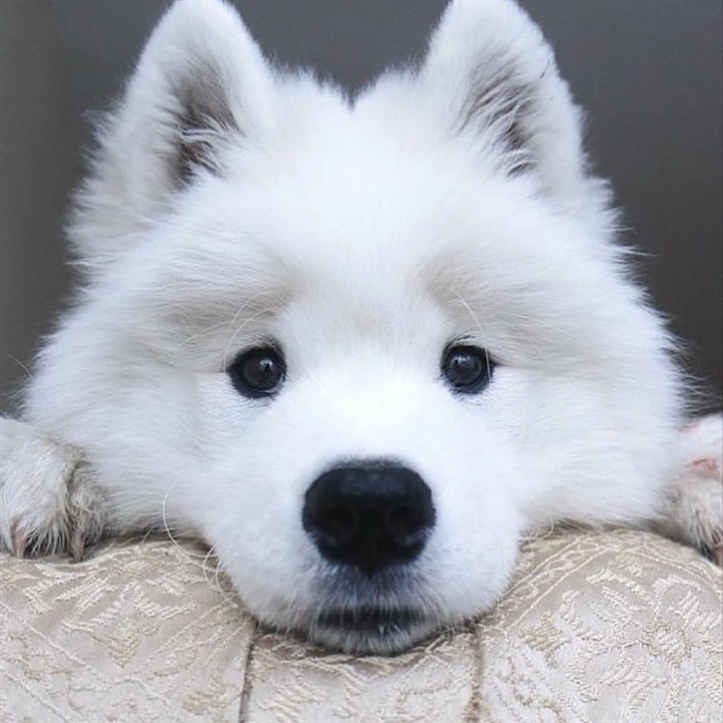 HeyPuppers's tweet photo. https://t.co/k4Hyjiq3bW