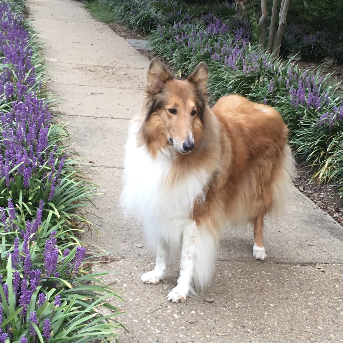 CollieCrusader's tweet photo. 💜 Can you believe Mommy forgot 😩 to take my 📷 photo for a few days so I took her on a stroll and found some lovely #liriope 💜🌱 💜
The temps have cooled to the 50’s this morning so I’m happy 😃 to be exploring!
#collieflower #collies #monkeygrass #lilyturf #dogsandflowers https://t.co/af9XguU091