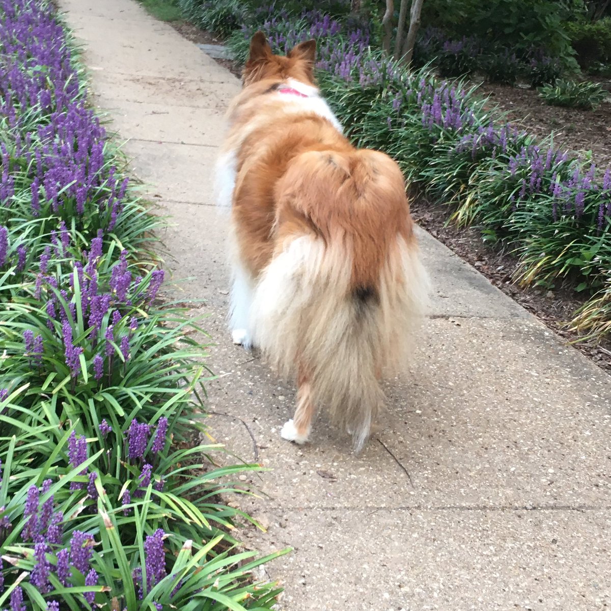 CollieCrusader's tweet photo. 💜 Can you believe Mommy forgot 😩 to take my 📷 photo for a few days so I took her on a stroll and found some lovely #liriope 💜🌱 💜
The temps have cooled to the 50’s this morning so I’m happy 😃 to be exploring!
#collieflower #collies #monkeygrass #lilyturf #dogsandflowers https://t.co/af9XguU091