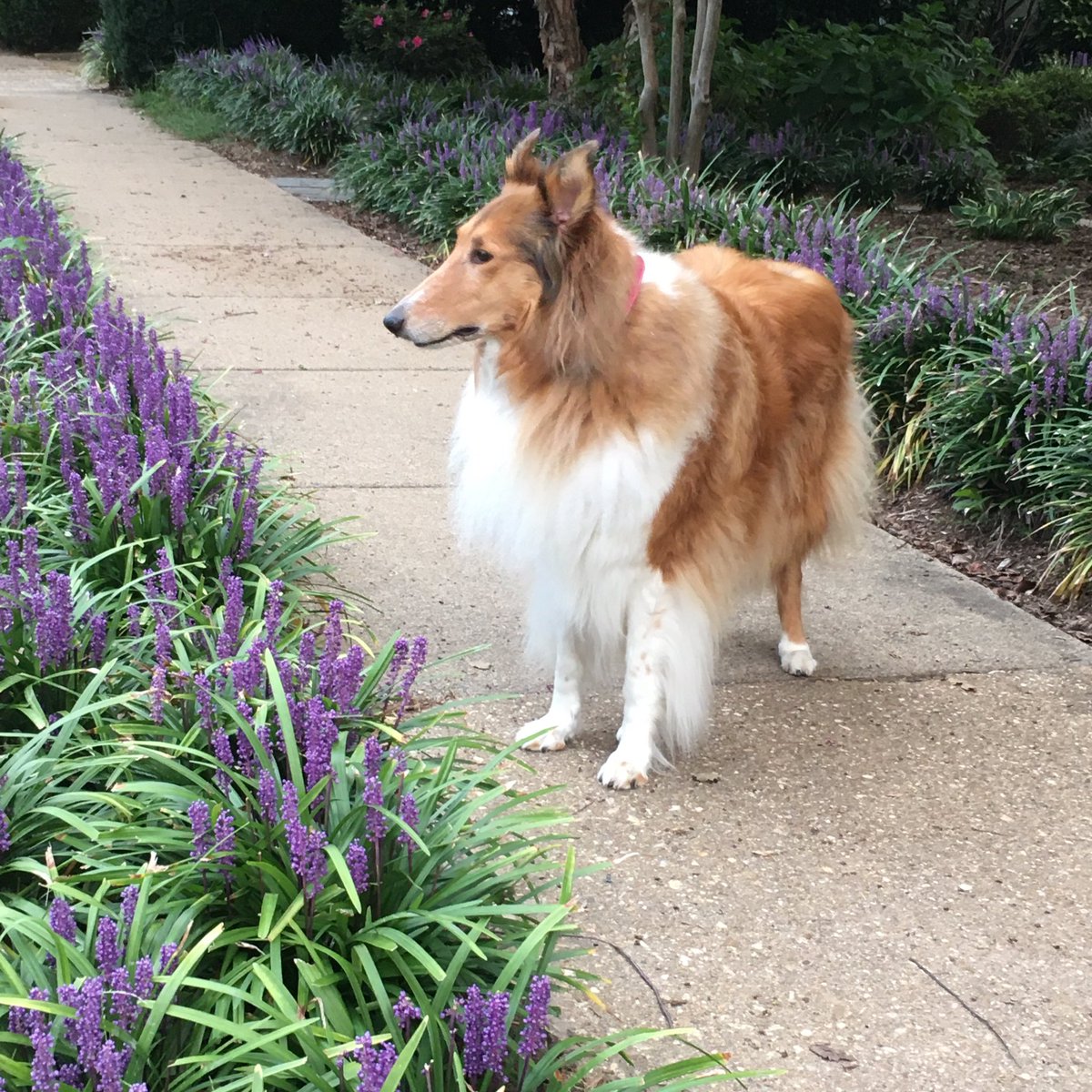 CollieCrusader's tweet photo. 💜 Can you believe Mommy forgot 😩 to take my 📷 photo for a few days so I took her on a stroll and found some lovely #liriope 💜🌱 💜
The temps have cooled to the 50’s this morning so I’m happy 😃 to be exploring!
#collieflower #collies #monkeygrass #lilyturf #dogsandflowers https://t.co/af9XguU091