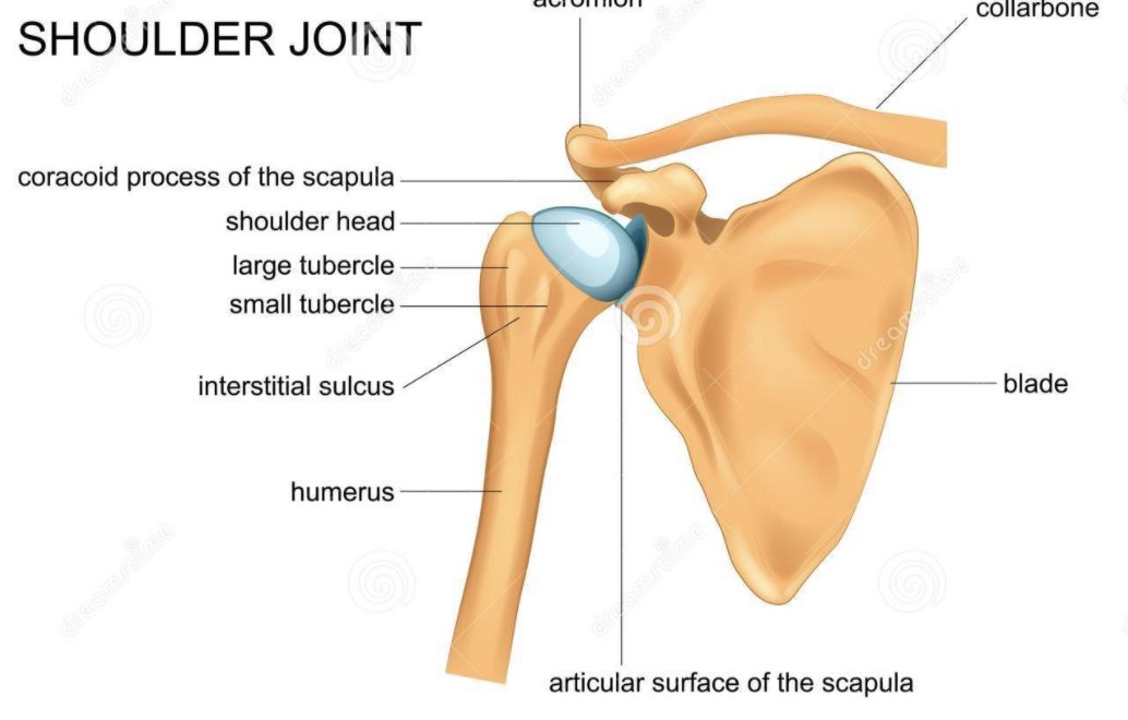 Benefits:-Shoulder Health: (A big one)Due to our lifestyles, we rarely bring our arms overhead throughout the day.We tend to lose some motion and the shoulder capsule gets tight.Hanging improves range of motion and loosens up a tight capsule.While increasing strength.