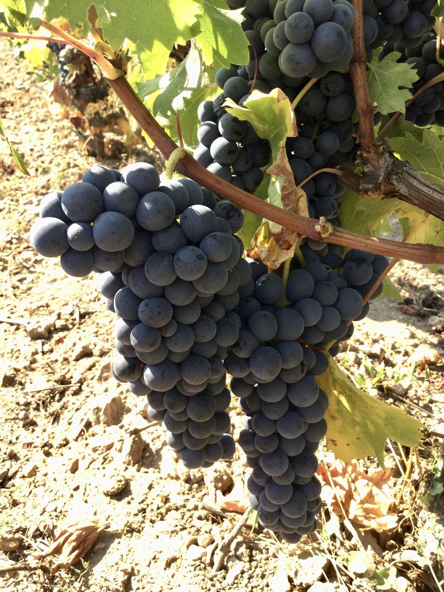 Beautiful Grolleau grapes. A lesser known grape variety from the Loire they’ll be perfect for our rosé petillant Fizzy Pink. #harvest2020 #vendanges2020 #loirevalleywines #petillant #vincentcareme #vindefrance #taniaandvincentcareme