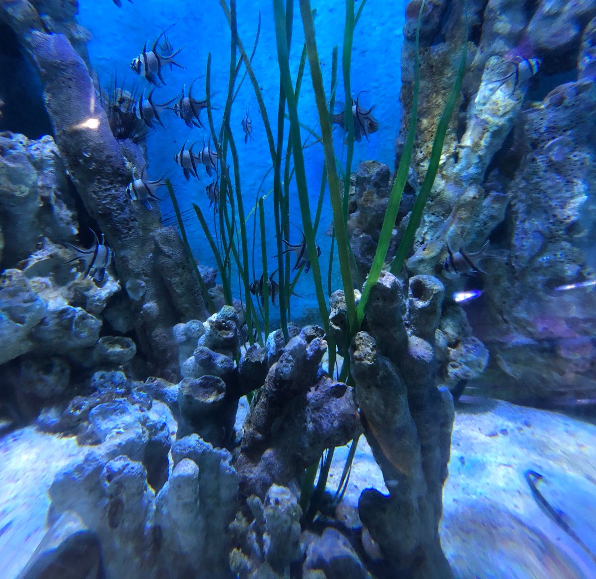 Oceanarium tweet media