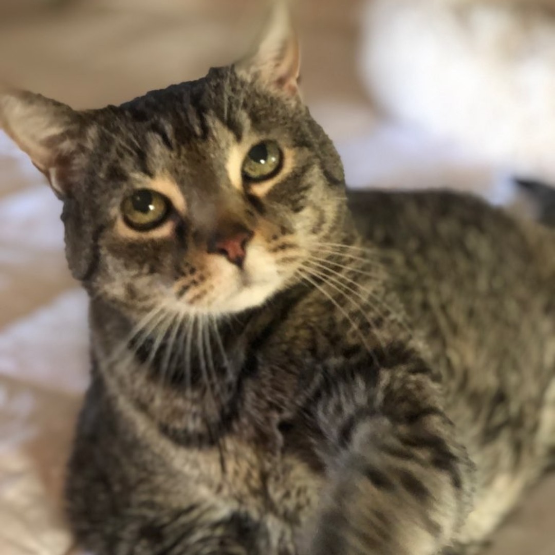 Alexandria Pet Care tweet media