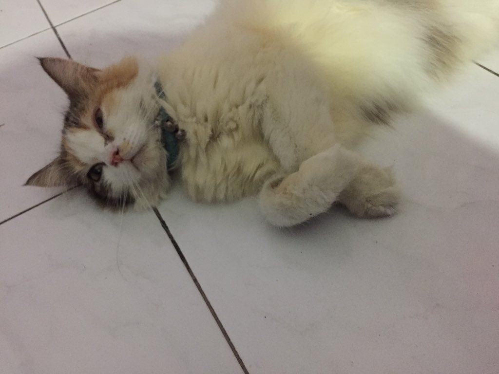 MillyFairy's tweet photo. 7 hari sudah kepergian Keanu 
Sampe skrg masih gk rela anak cantik ini pergi
Tiap sakit, biasanya sllu sembuh sllu kuat dan bertahan utk sehat
Anak cantikku sudah pergi...
Sehat trs disana y sayangku
Kamu udh kumpul sama tmn2 kucingmu d surga para kucing🥺
Miss you so much, nak💙 https://t.co/mf9nc3aB90
