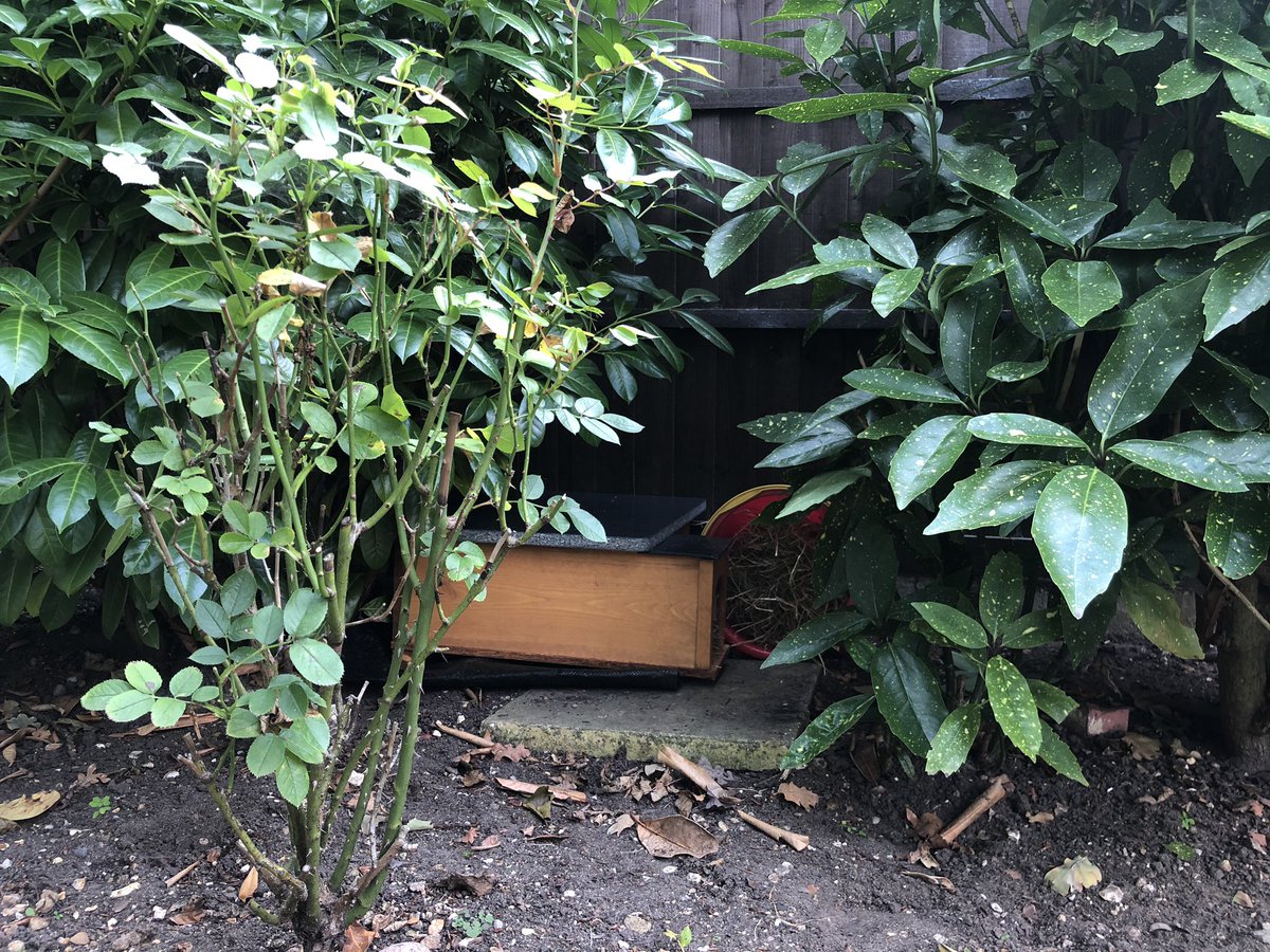 andy_small's tweet photo. The Hedgehog Restaurant has now expanded to include a hotel. Set up as per @HedgehogCabin instructions. I would have got it wrong without them so  a big thank you. #savethehedgehogs #hedgehogs https://t.co/wq61vnOHaO