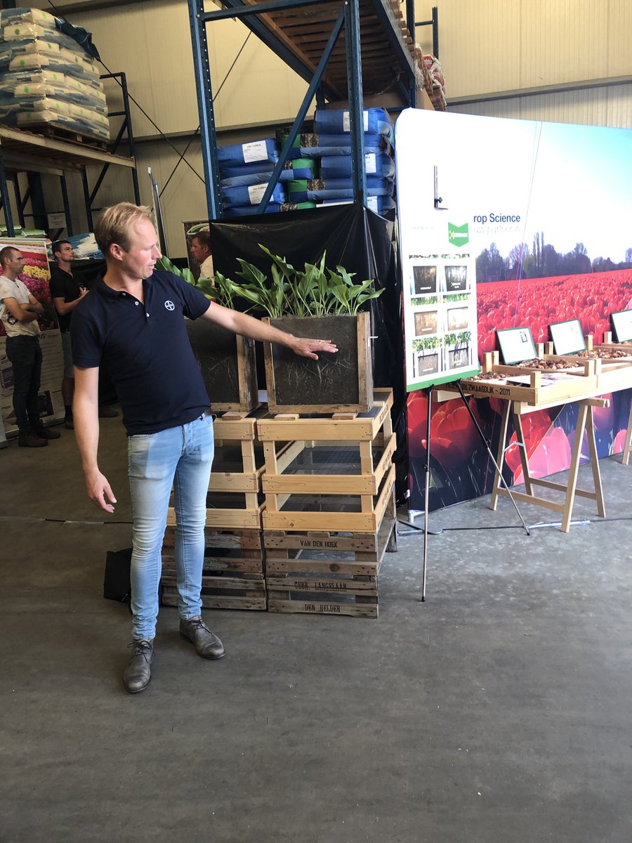 BertillvdW's tweet photo. Open dag #AgrifirmGMN Voorhout #Serenade effect op wortelgroei #Calla https://t.co/0aX00Rqwx5