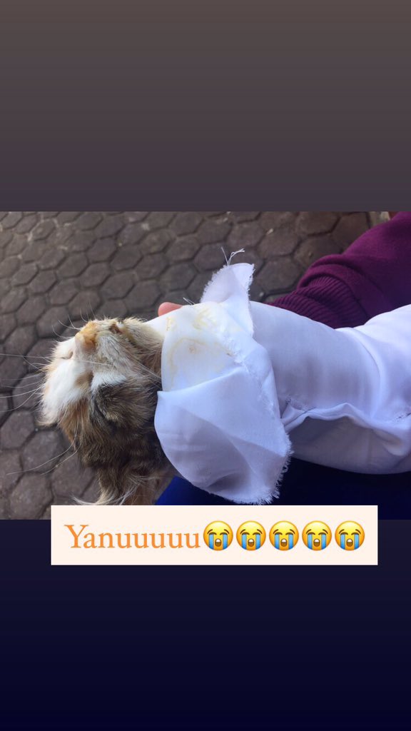 MillyFairy's tweet photo. Anak cantikku gk sanggup bertahan ngelawan virus yg menjakit tubuhnya
Slma diinfus, gk berhenti berharap dan trs semangat in dia utk trs kuat
Masih yakin dia bakalan sembuh
Tp Keanu gk kuat, gpp sayang💙
Aku ttp sayang kamu nak
Miss you a lot, love you so much sayang🥺💙 https://t.co/h5IXDxUD1l