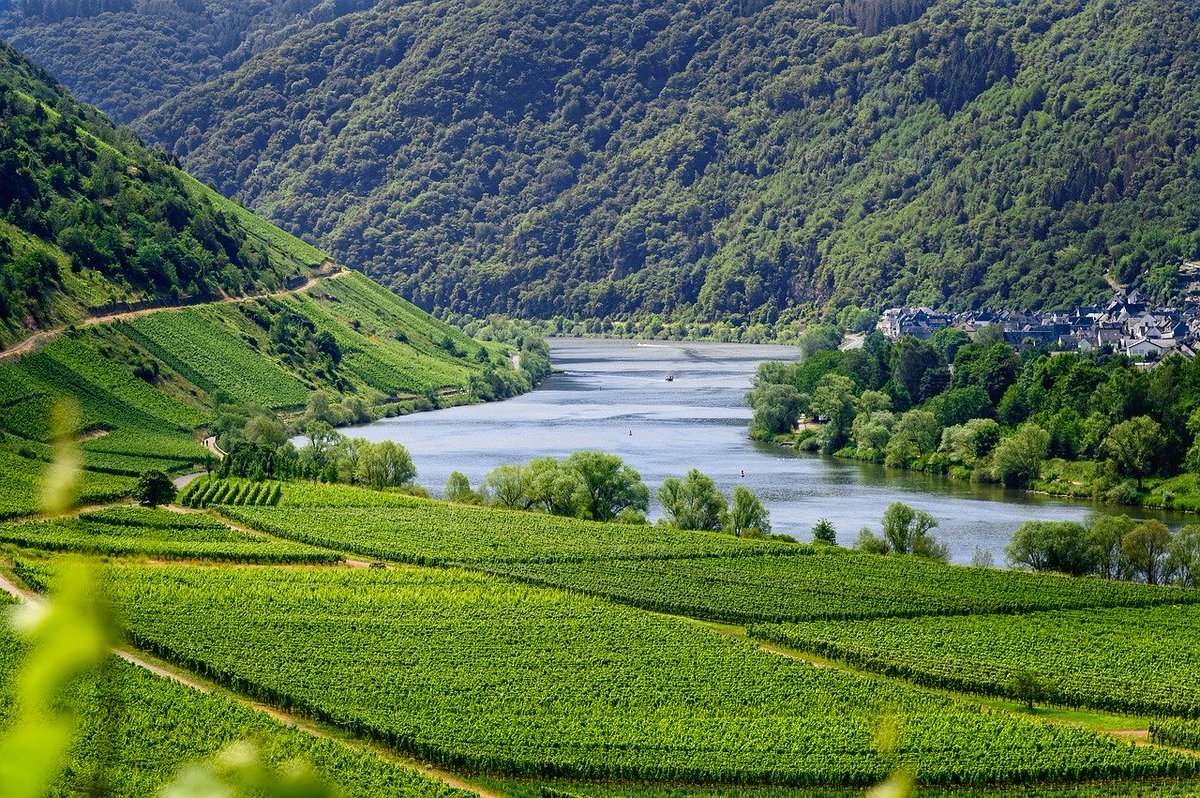 mosel, river, vineyards