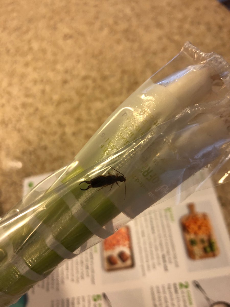 ellentumulty92's tweet photo. Bug in my scallions 🐛🐜🕷 #hellonotsofresh @HelloFresh https://t.co/JpDmsoknf3