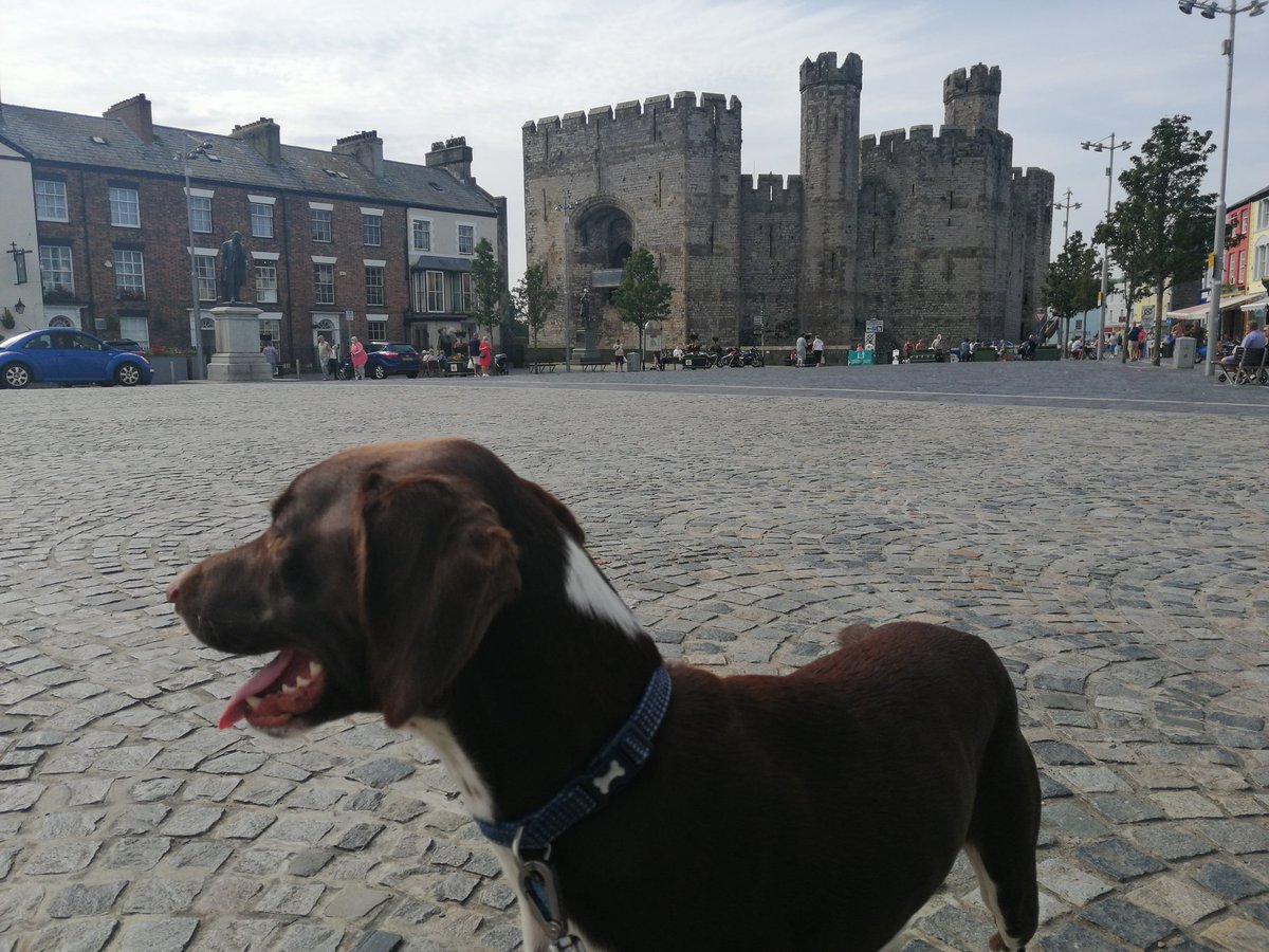 Ambutigger's tweet photo. #baileysblog After yesterday and a looooonnnnggg walk hoomum and hoodad are feeling their age. So today we have gone to a place with an enormous stone place called Care na phone. Lots of seagulls but wasn't allowed to chase them. I had i scream it was yummy. https://t.co/YQCzkLnbLf