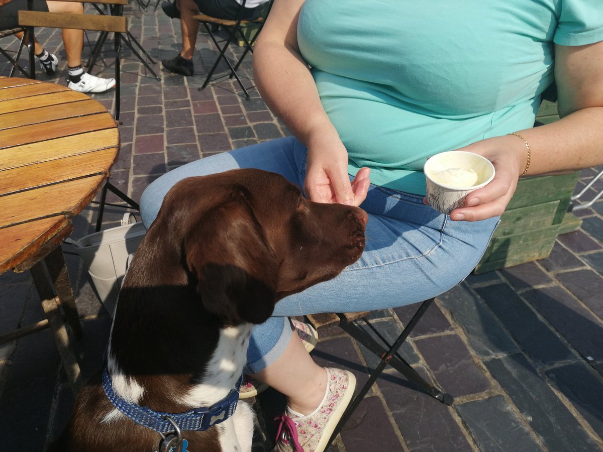 Ambutigger's tweet photo. #baileysblog After yesterday and a looooonnnnggg walk hoomum and hoodad are feeling their age. So today we have gone to a place with an enormous stone place called Care na phone. Lots of seagulls but wasn't allowed to chase them. I had i scream it was yummy. https://t.co/YQCzkLnbLf