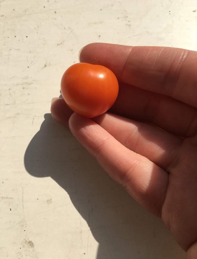 Came home to find that I’ve grown my first ever tomato!!! 
And it’s heart shaped!!! 🍅💚💛🧡❤️
#tomato #Homegrown #food #proud #TomatoTuesday #firsttomato #garden #gardening #london #londongarden #fruit #veg #heart #heartshapedveg