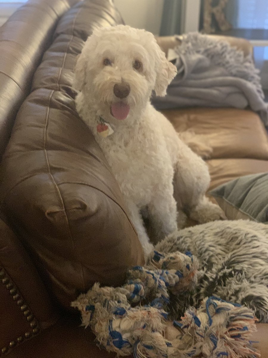 ReedToBeReady's tweet photo. May or may not have cried in front of my kids today while reading “My Sky” from Love That Dog. 😭 Photo tax of my own sweet pup: https://t.co/mUNOKBaFIJ