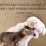Photo by Metropolitan Animal Specialty Hospital (@MASHVETLA)
