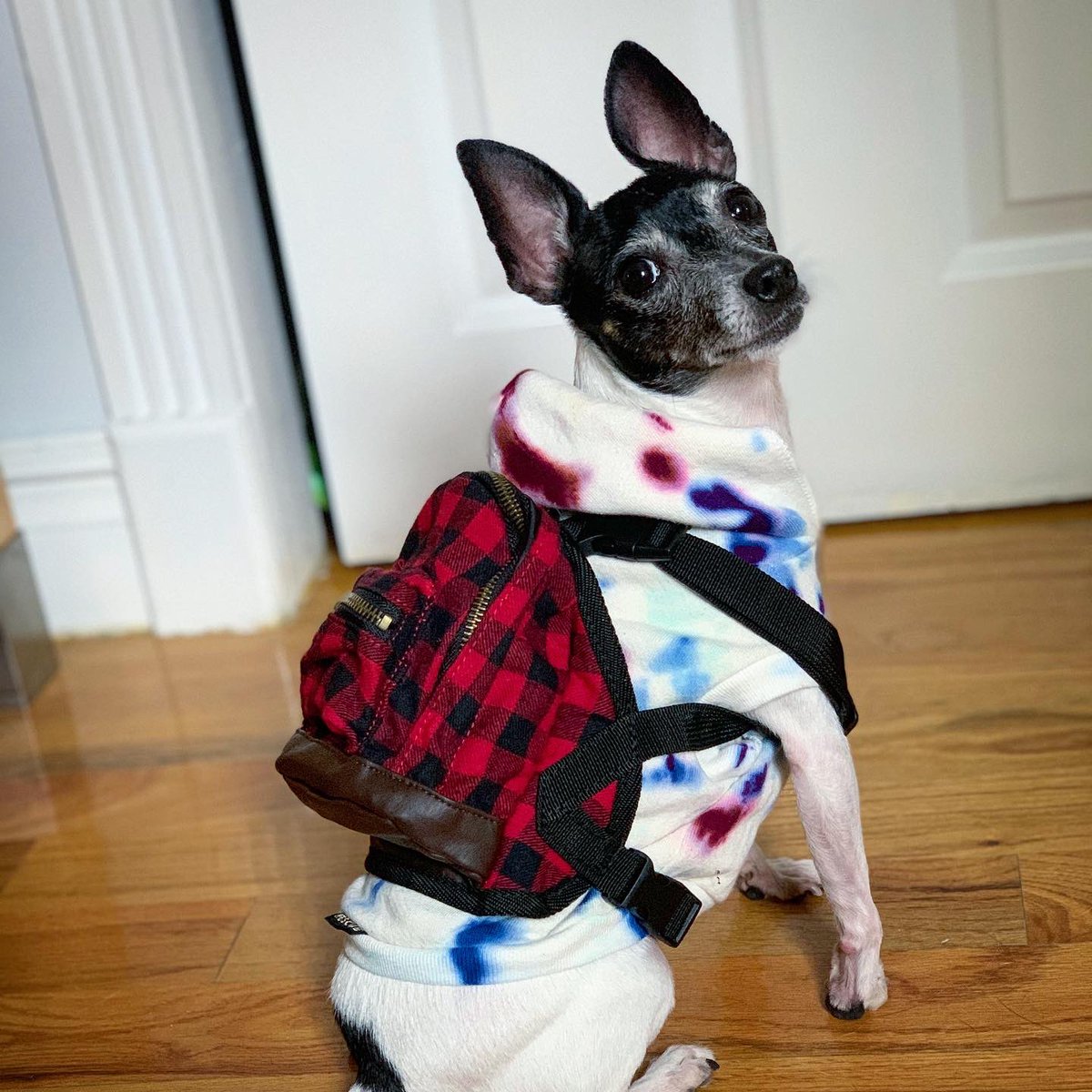 Mervinchihuahua's tweet photo. Everyone is ready for their first day of school! #MervinTheChihuahua #LittlestJack #LaceyGirl #MinnieTheMage #TheCatsAreHomeSchooled https://t.co/U3gd12n9vo