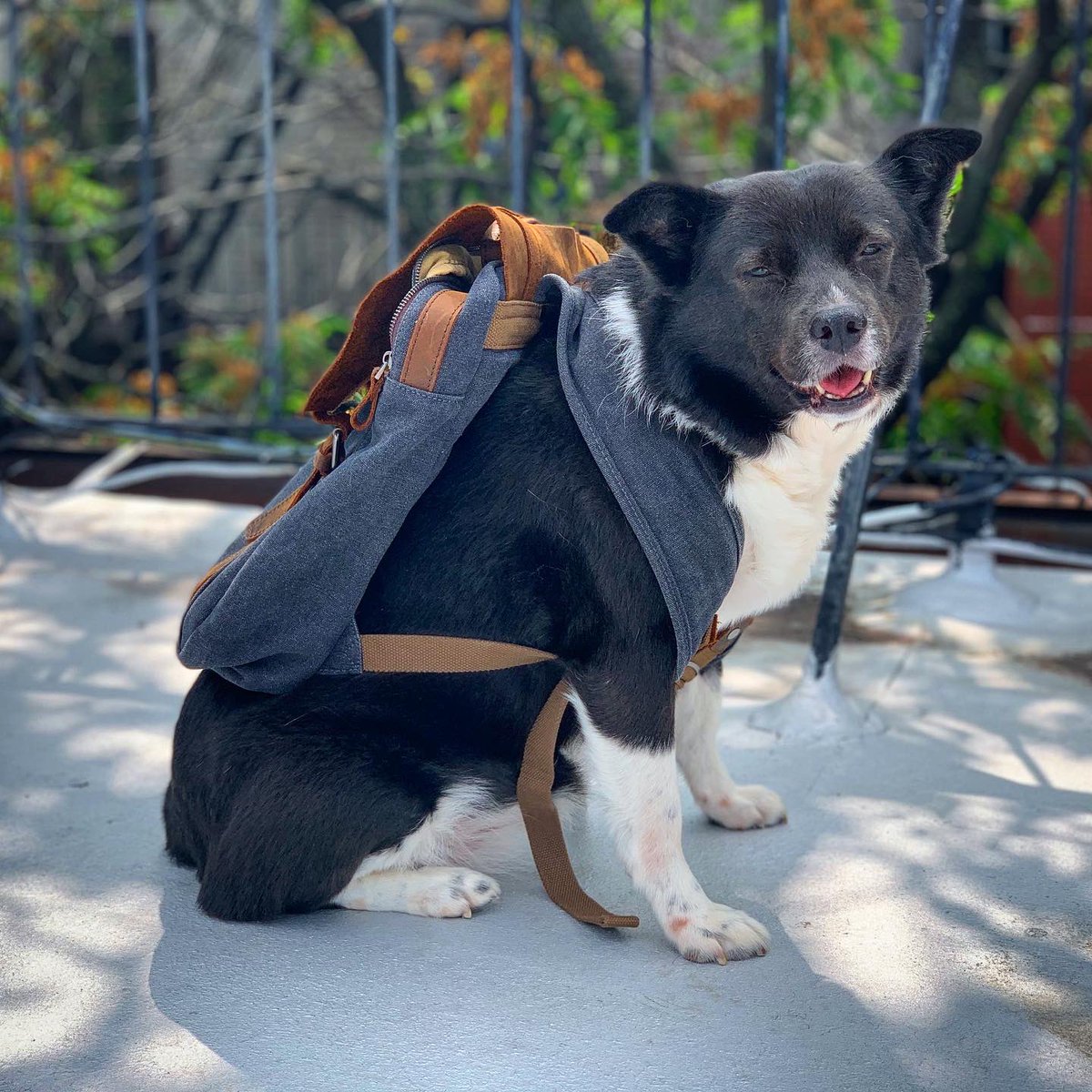 Mervinchihuahua's tweet photo. Everyone is ready for their first day of school! #MervinTheChihuahua #LittlestJack #LaceyGirl #MinnieTheMage #TheCatsAreHomeSchooled https://t.co/U3gd12n9vo