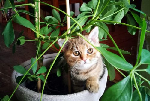PortalPetMag's tweet photo. Plantas pet friendly: 4 espécies para enfeitar a casa sem riscos. As azaleias são uma das plantas que oferecem riscos aos pets. https://t.co/FR1YklgXrt https://t.co/I3YlnbxbEF