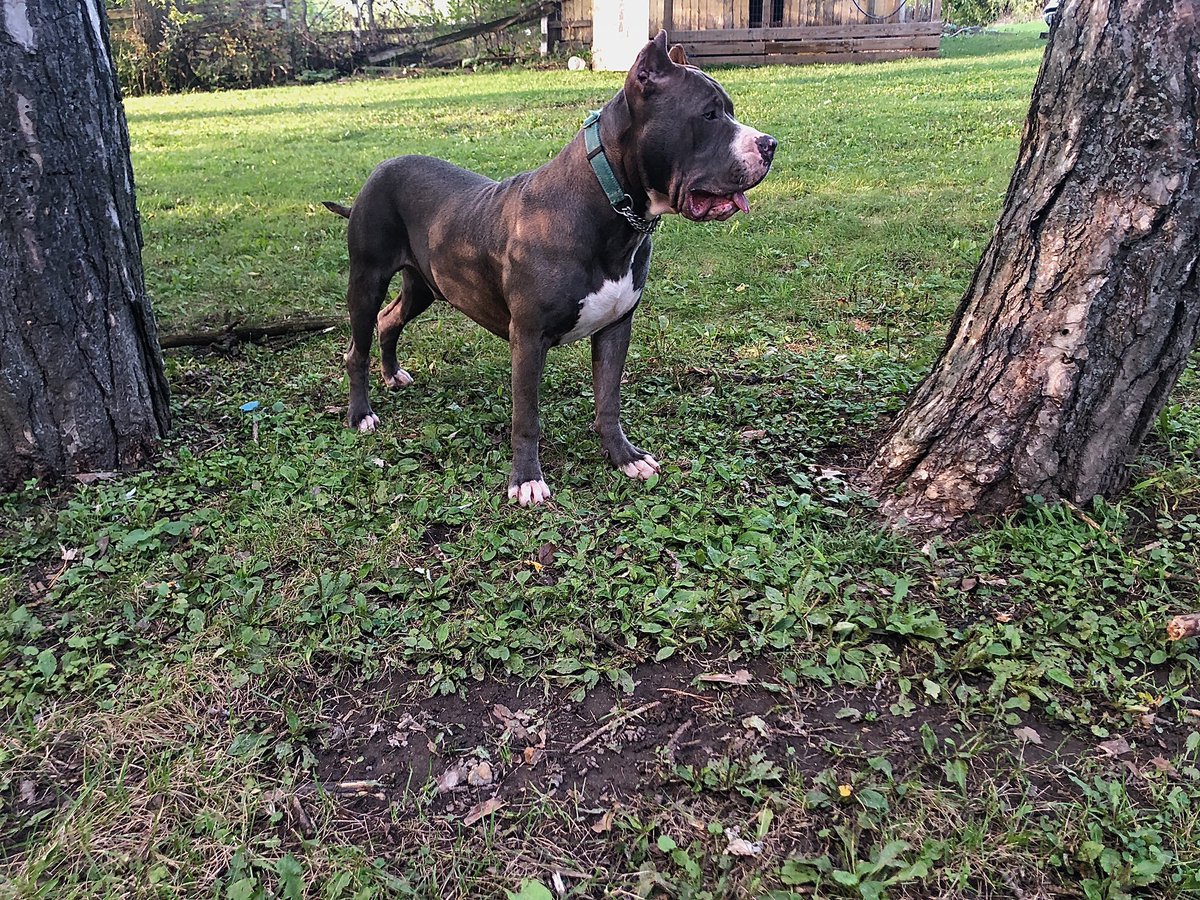 Backroad Bully Ranch (@BullyRanch) / Posts / X