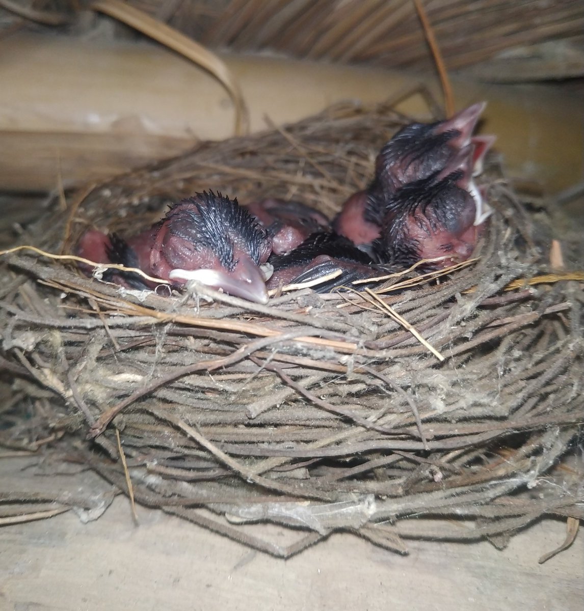 nirbhay_parmar's tweet image. we have kept a hut specially for sparrows and other birds near by my house but these are the our new guest bulbul happy to see them.picture clicked by me @LicypriyaK @vanessa_vash @KambojAnanya @KaoHua3 #savebirds #SaveClimate @nirbhay_parmar @AaravSeth888