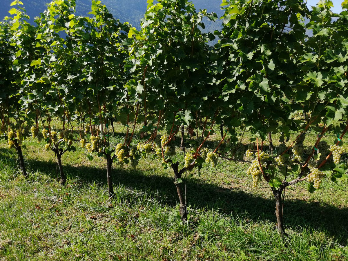 RainoldiVini's tweet photo. Si è appena conclusa le vendemmia del nostro #SauvignonBlac!
Si prospetta una grande annata di #Ghibellino!
#VendemmiaSauvignonBlanc #Valtellina #Vendemmia https://t.co/kNwgBylfzJ