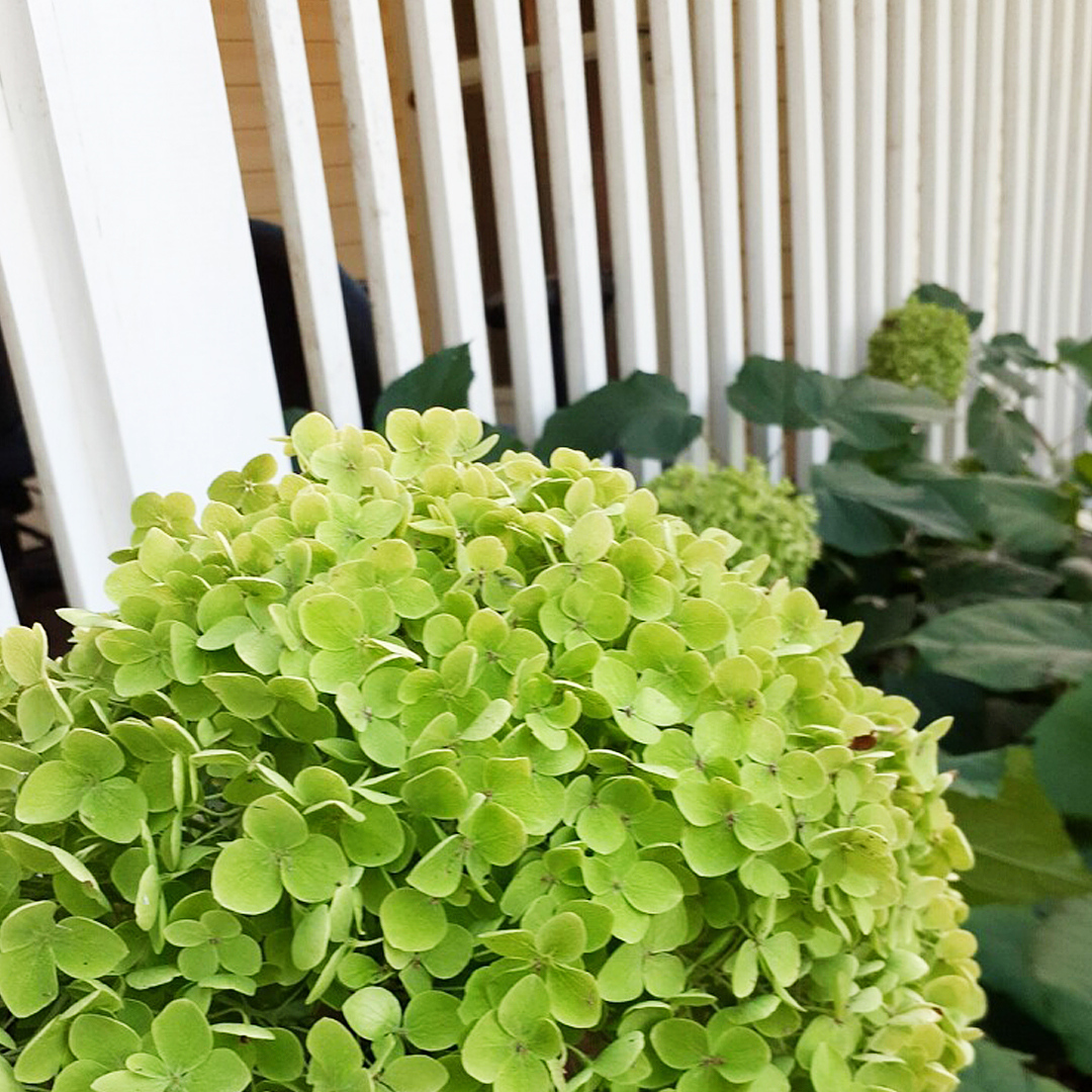Good morning from the farmhouse! Our hydrangeas are in full bloom and toppling over with flowers. These will make perfect bouquets 🏡 #flowers #bouquet #hydrangea #love #blooms #flowersofinstagram #garden #interiordesign #thatsdarling #flower #freshflowers #design #homedecor